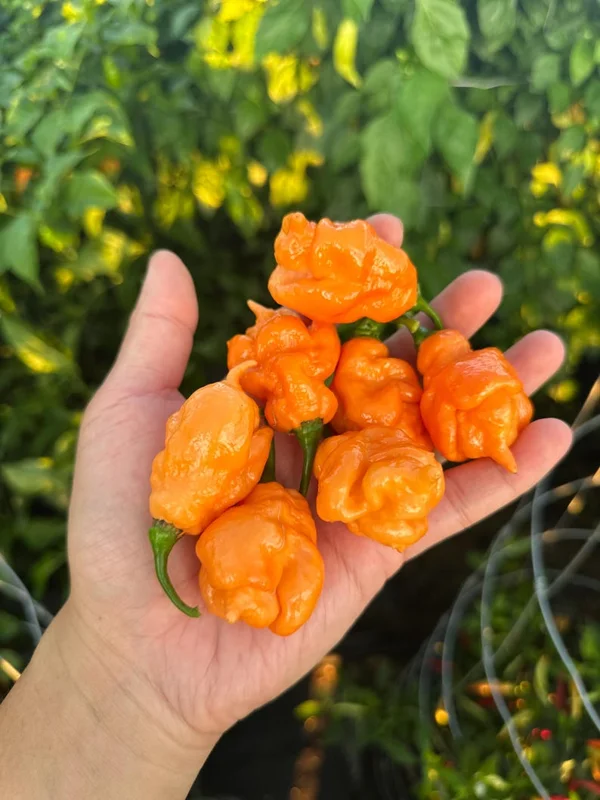 Repossession Pepper Seeds - Super Hot Variety - 12+ Seeds