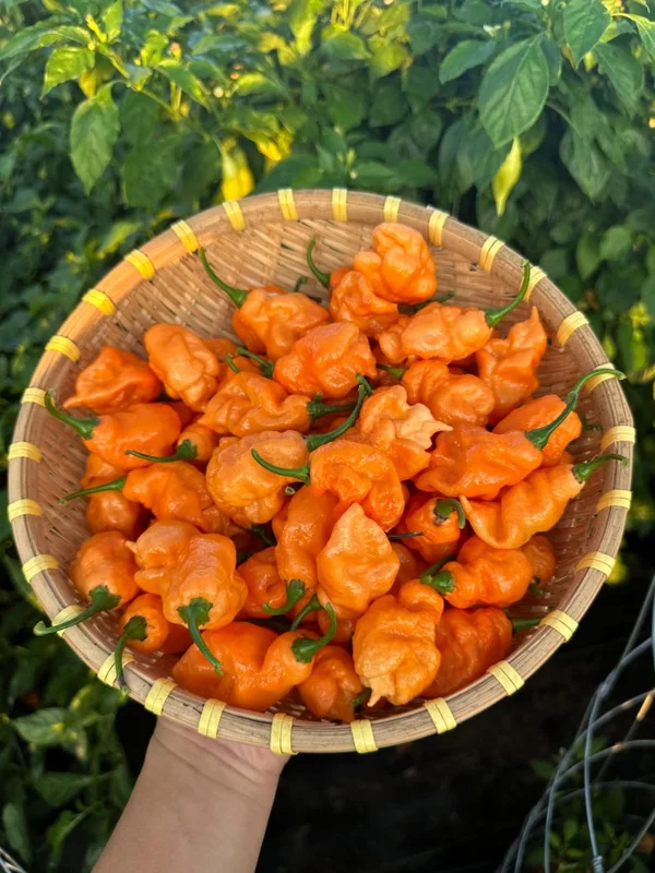 Repossession Pepper Seeds - Super Hot Variety - 12+ Seeds