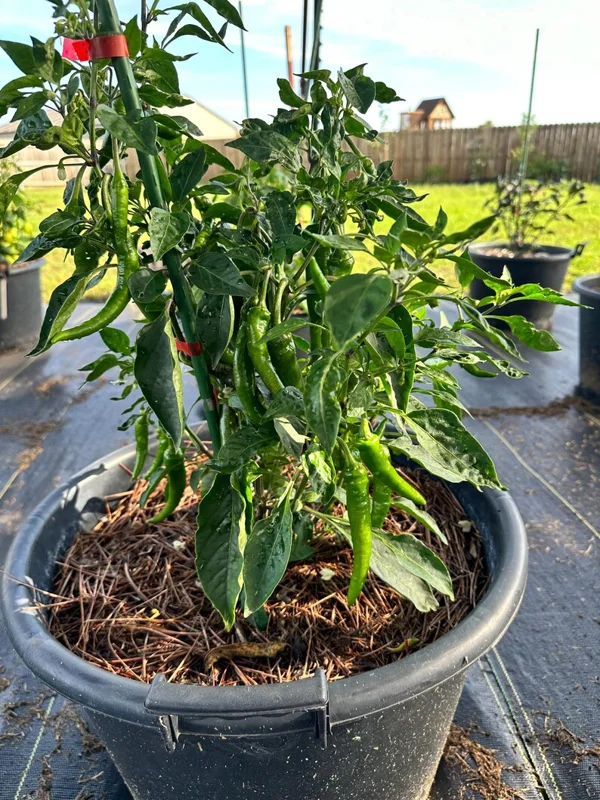 Rezha Macedonia Pepper Seeds - Heirloom Vegetable Seeds