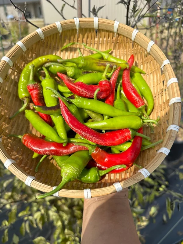 Rezha Macedonia Pepper Seeds - Heirloom Vegetable Seeds