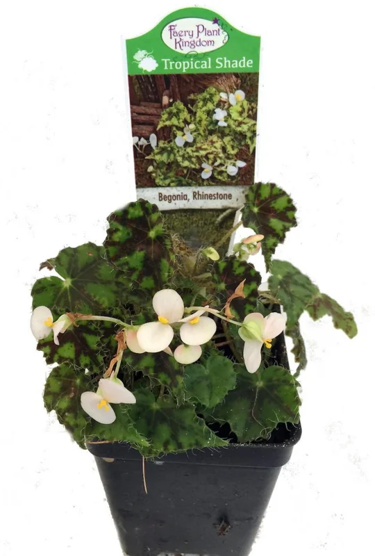 Rhinestone Begonia Plant - 2.5" Pot - Terrarium Houseplant