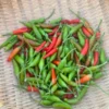 Rooster Spur Pepper Seeds - Heirloom Variety - Grow Your Own Hot Peppers