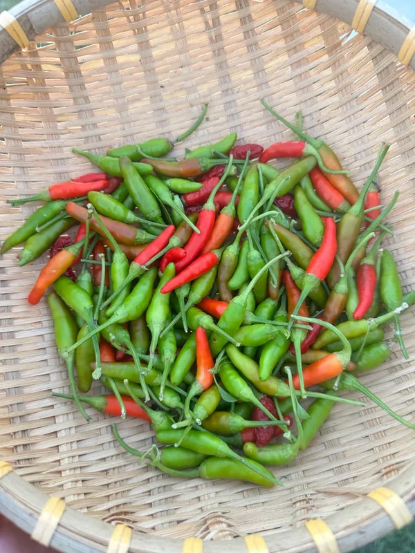Rooster Spur Pepper Seeds - Heirloom Variety - Grow Your Own Hot Peppers