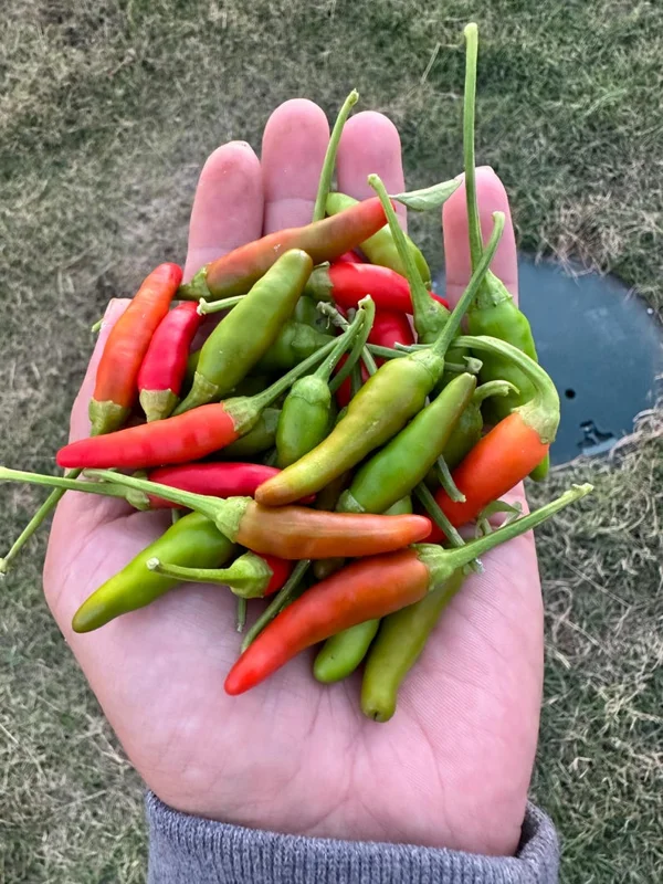 Rooster Spur Pepper Seeds - Heirloom Variety - Grow Your Own Hot Peppers
