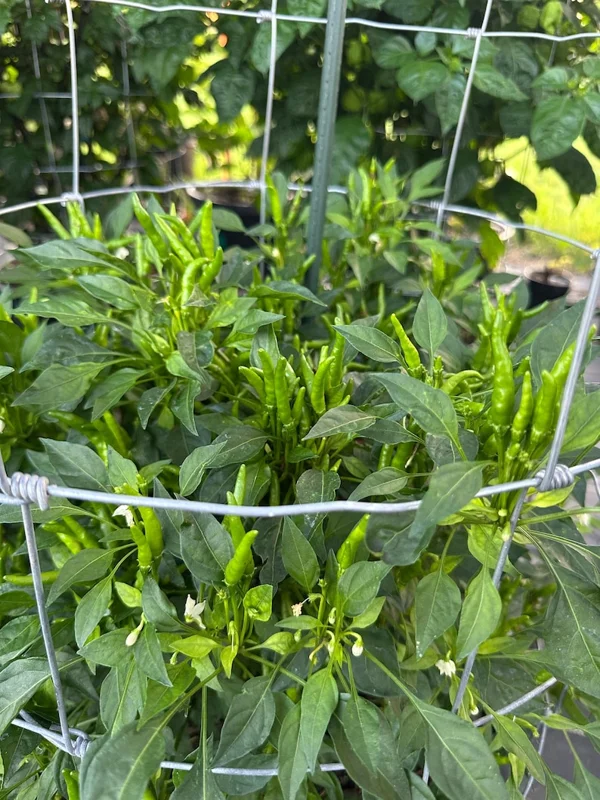 Rooster Spurs Pepper Seeds - Heirloom Variety - Spicy - Garden Seed