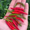 Rooster Spurs Pepper Seeds - Heirloom Variety - Spicy - Garden Seed