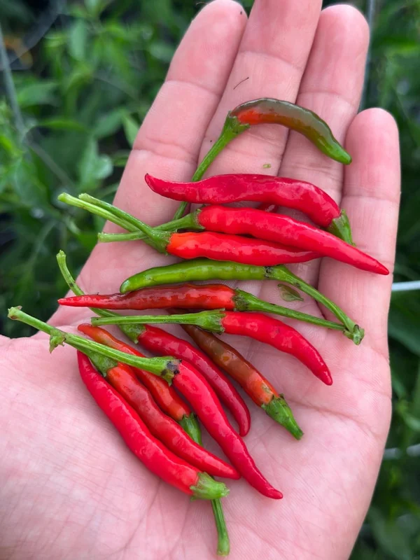 Rooster Spurs Pepper Seeds - Heirloom Variety - Spicy - Garden Seed