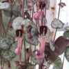 Rosary Vine String of Hearts Ceropegia woodii - 2.5 Inch Pot - Collector's Series