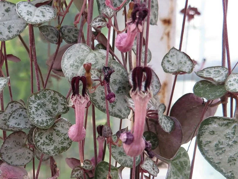 Rosary Vine String of Hearts Ceropegia woodii - 2.5 Inch Pot - Collector's Series