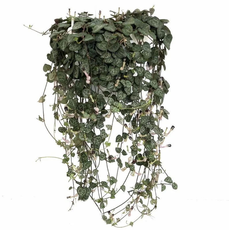 Rosary Vine String of Hearts Ceropegia woodii - 2.5 Inch Pot - Collector's Series