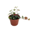Ruby Cascade Peperomia Plant - 2.5 Inch Pot - Collector's Series Trailing Indoor Plant
