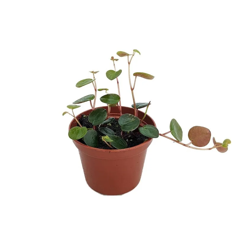 Ruby Cascade Peperomia Plant - 2.5 Inch Pot - Collector's Series Trailing Indoor Plant