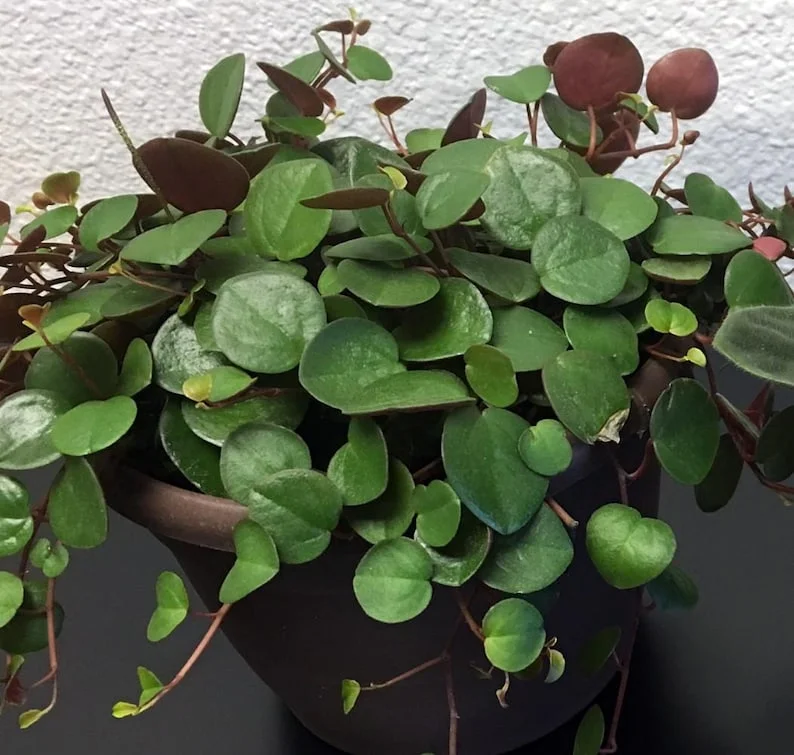 Ruby Cascade Peperomia Plant - 2.5 Inch Pot - Collector's Series Trailing Indoor Plant