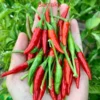 Santaka Pepper Seeds - Hot Japones Chile - Ornamental Garden Plant