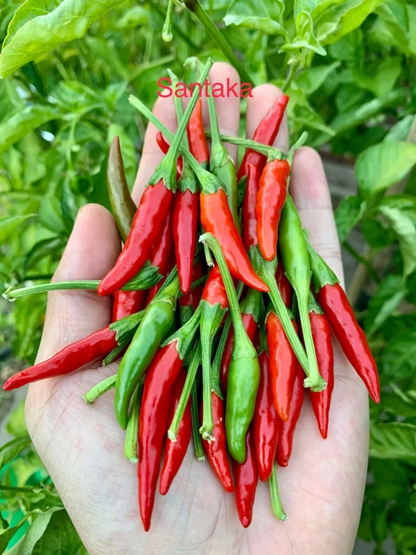 Santaka Pepper Seeds - Hot Japones Chile - Ornamental Garden Plant
