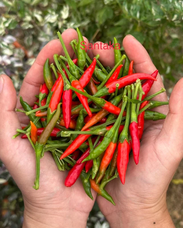 Santaka Pepper Seeds - Hot Japones Chile - Ornamental Garden Plant