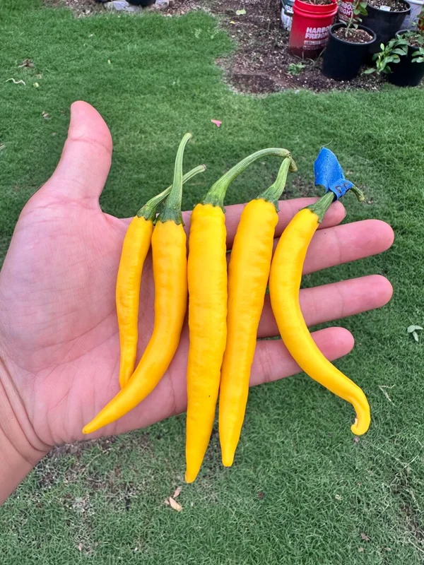 Sarit Gat Pepper Seeds - Kosovo Variety - Heirloom Vegetable Seeds