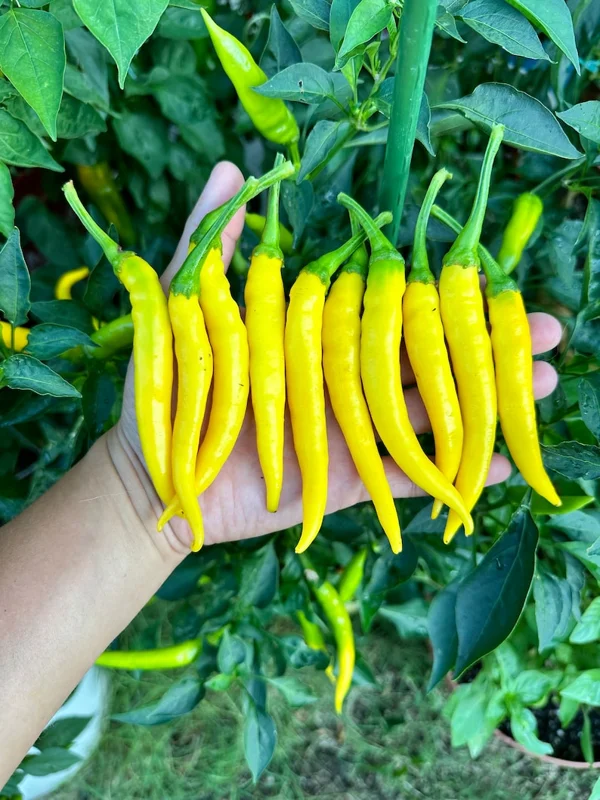 Sarit Gat Pepper Seeds - Kosovo Variety - Heirloom Vegetable Seeds