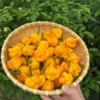 Scotch Bonnet Pepper Seeds - Heirloom Jamaican Variety