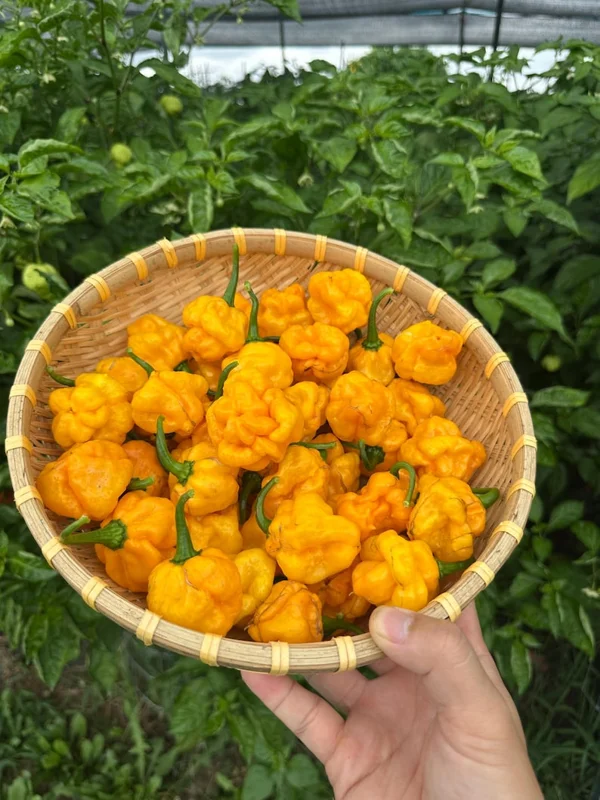 Scotch Bonnet Pepper Seeds - Heirloom Jamaican Variety