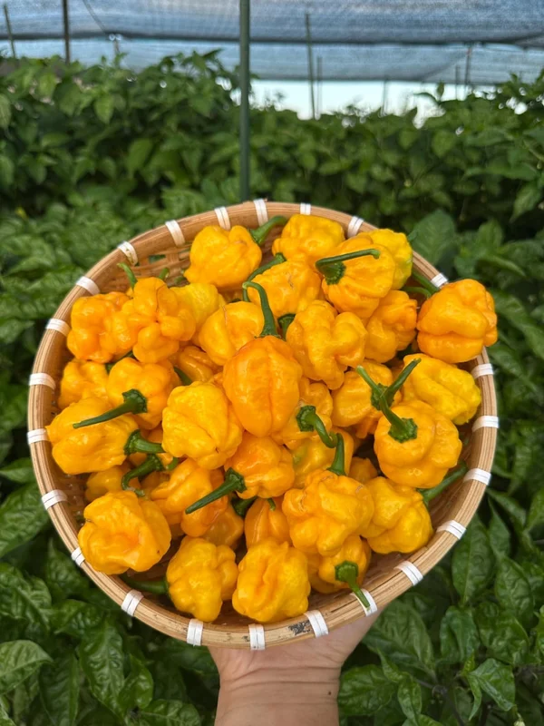 Scotch Bonnet Pepper Seeds - Heirloom Jamaican Variety