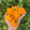 Scotch Bonnet Pepper Seeds - True Jamaican Variety - Hot Pepper Seeds