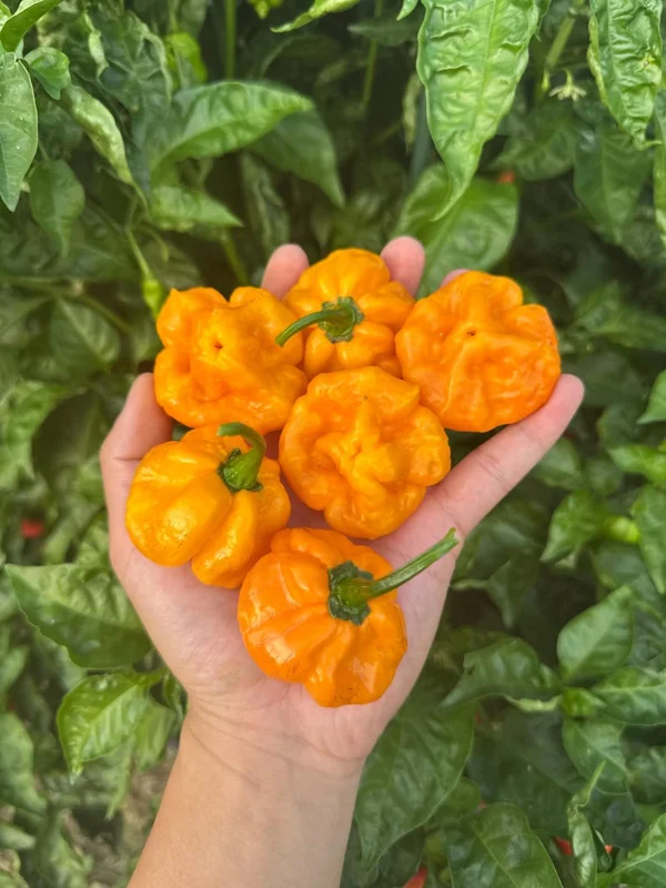 Scotch Bonnet Pepper Seeds - True Jamaican Variety - Hot Pepper Seeds