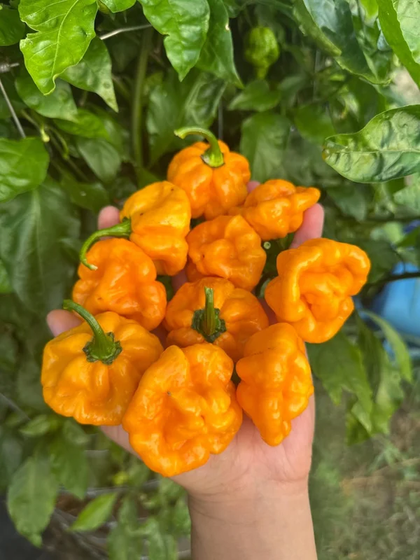 Scotch Bonnet Pepper Seeds - True Jamaican Variety - Hot Pepper Seeds
