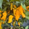 Scotch Bonnet x Yellow Bell Pepper Seeds - Mild Heat Peppers