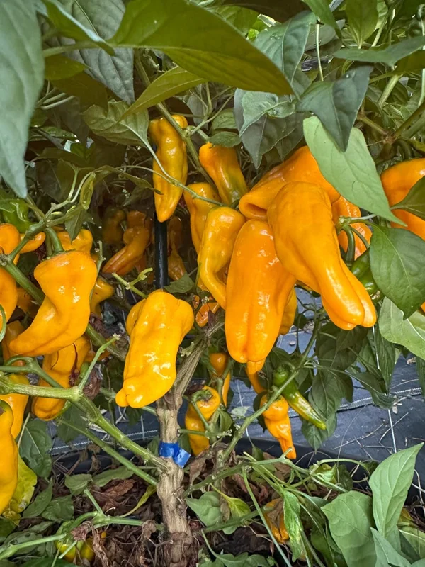 Scotch Bonnet x Yellow Bell Pepper Seeds - Mild Heat Peppers