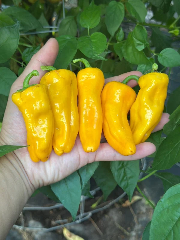 Scotch Bonnet x Yellow Bell Pepper Seeds - Mild Heat Peppers