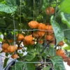 Scotch Brain Peach Pepper Seeds - Heirloom Variety