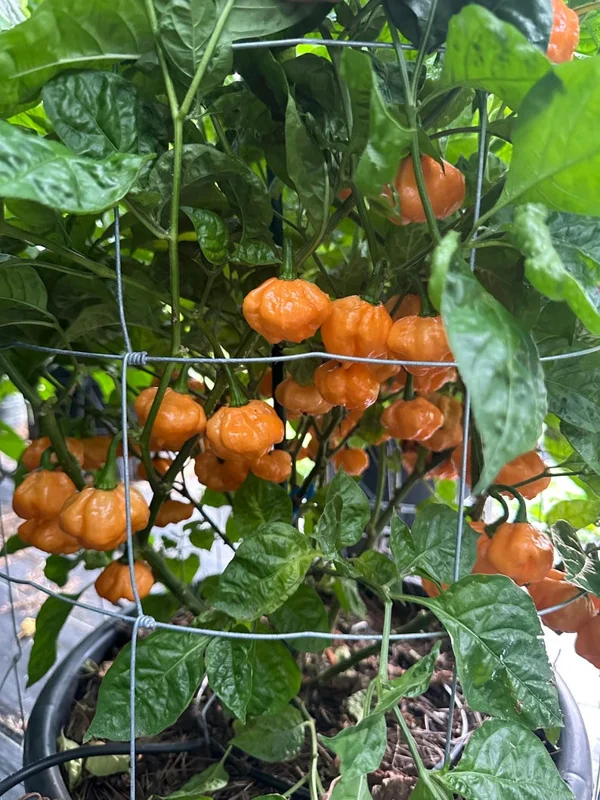 Scotch Brain Peach Pepper Seeds - Heirloom Variety