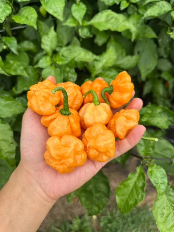 Scotch Brain Peach Pepper Seeds - Heirloom Variety
