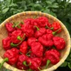 Scotch Brain Red Pepper Seeds - Hot Pepper Variety - 12+ Seeds Pack