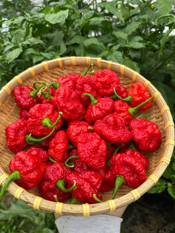 Scotch Brain Red Pepper Seeds - Hot Pepper Variety - 12+ Seeds Pack