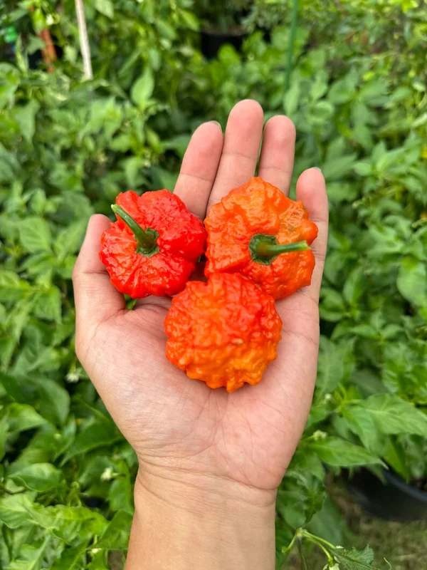 Scotch Brain Red Pepper Seeds - Hot Pepper Variety - 12+ Seeds Pack