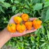 Scotch Brain XCP Pepper Seeds - Rare Hot Pepper Variety