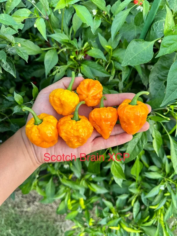 Scotch Brain XCP Pepper Seeds - Rare Hot Pepper Variety