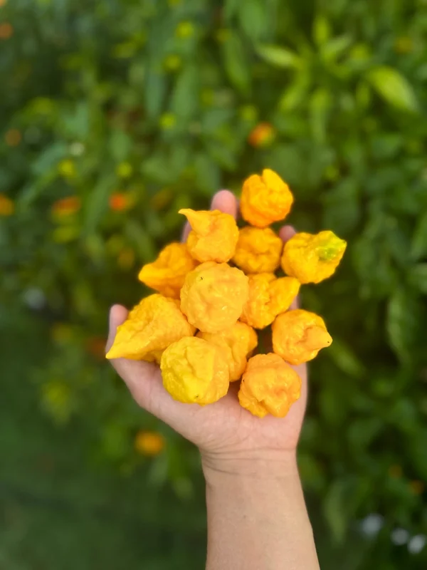 Scotch Brain XCP Pepper Seeds - Rare Hot Pepper Variety