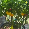 Scotch Brain Yellow Pepper Seeds - Superhot Variety