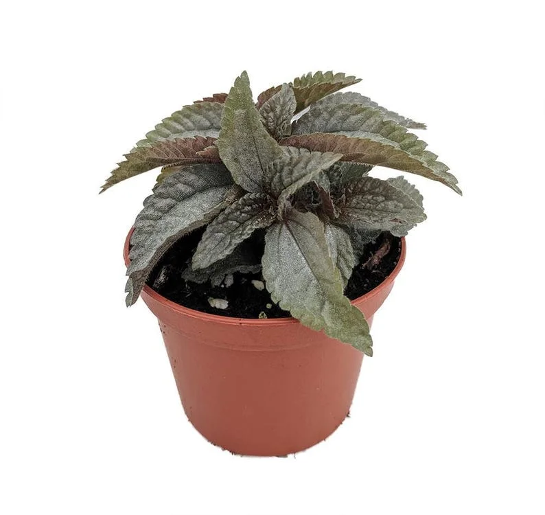 Silver Cloud Friendship Plant - Pilea Pubescens Liebmannii - 2.5 Inch Pot - Unique Fairy Garden Addition