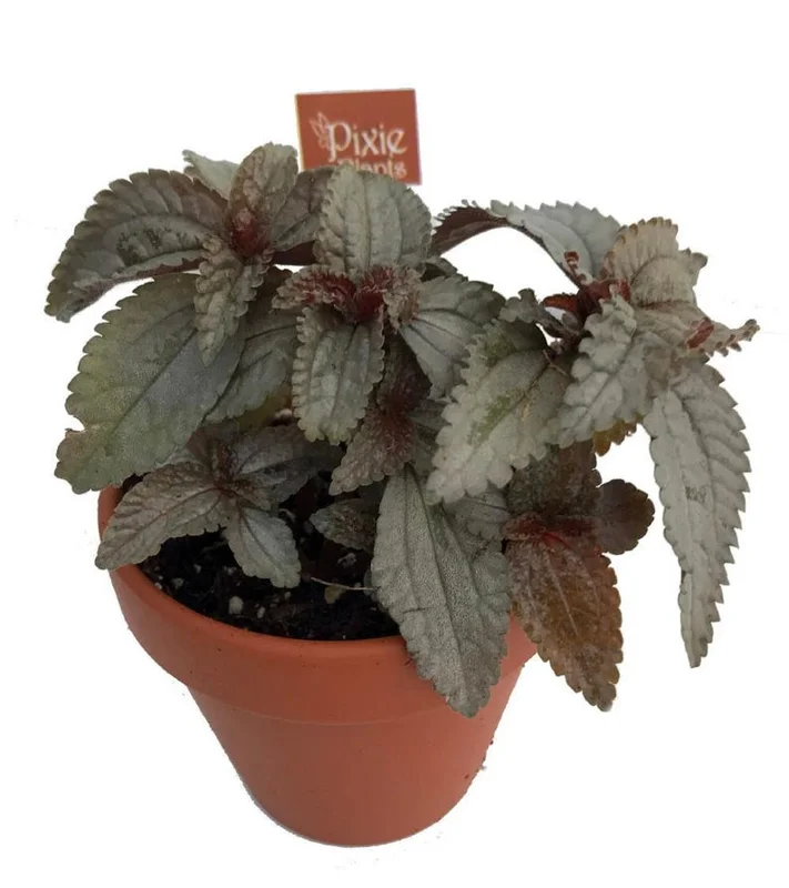 Silver Cloud Friendship Plant - Pilea Pubescens Liebmannii - 2.5 Inch Pot - Unique Fairy Garden Addition