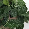 Silver Cloud Philodendron Scindapsus Pictus - 3 Inch Pot - Easy Care Indoor Plant