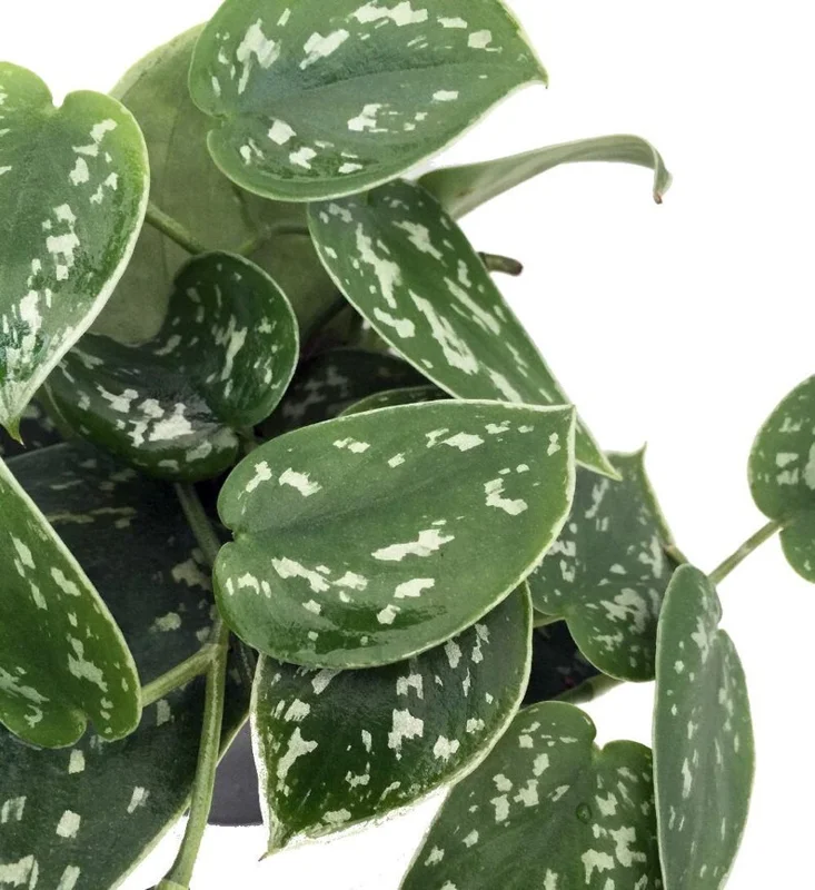 Silver Cloud Philodendron Scindapsus Pictus - 3 Inch Pot - Easy Care Indoor Plant