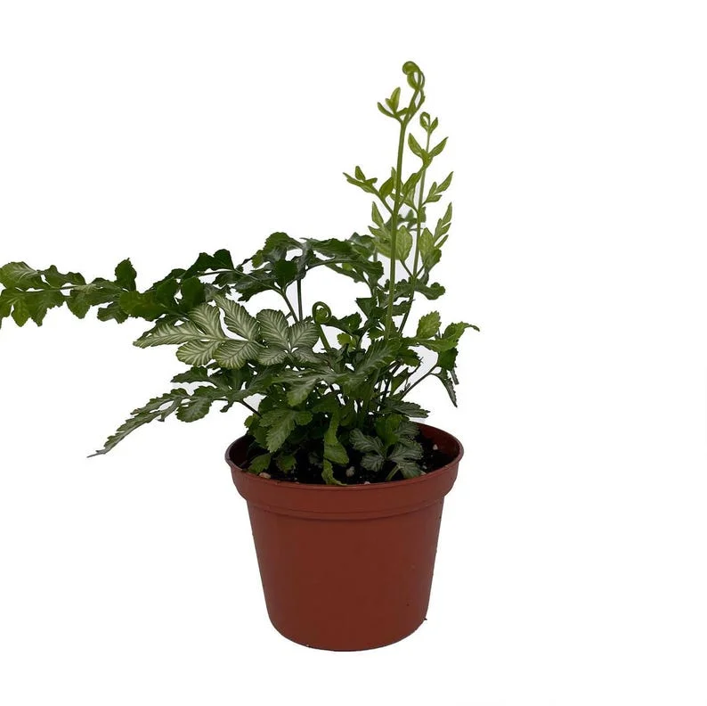 Silver Lace Table Fern Pteris ensiformis - 2.5 Inch Pot - Easy House Plant