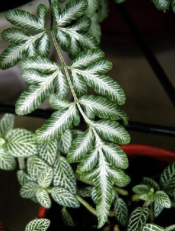 Silver Lace Table Fern Pteris ensiformis - 2.5 Inch Pot - Easy House Plant