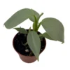 Silver Sword Philodendron hastatum - 2.5 inch Pot - Collector's Series