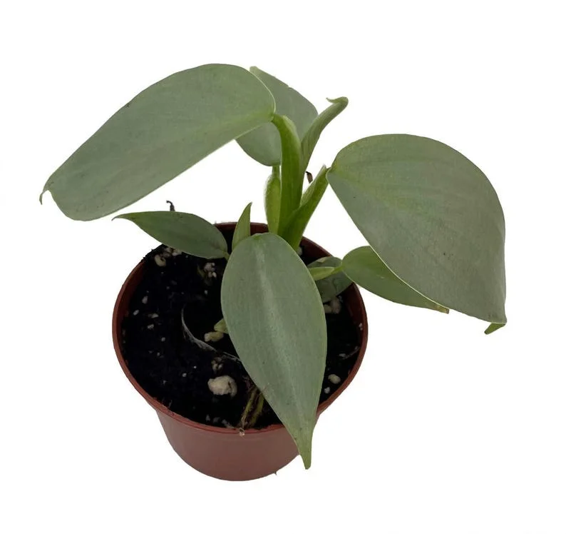 Silver Sword Philodendron hastatum - 2.5 inch Pot - Collector's Series