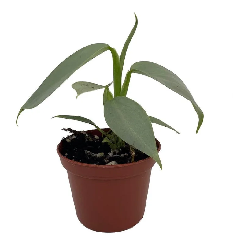 Silver Sword Philodendron hastatum - 2.5 inch Pot - Collector's Series